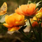 Schmetterling an Blüte