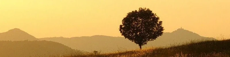 Ein einzelner Baum steht auf einer ansteigenden Wiese. Im Hintergrund sind Hügel zu sehen